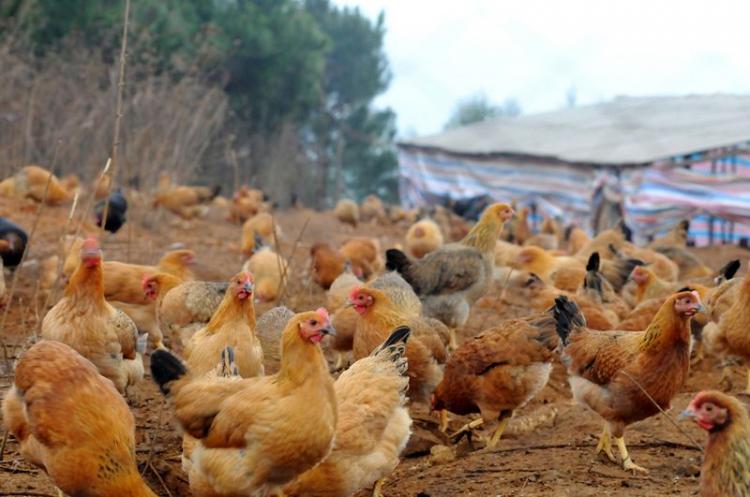 七零八落是指什么动物