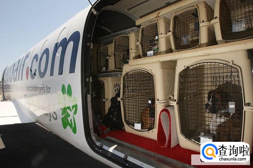 跨国航班怎么托运宠物