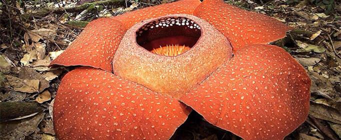 为什么大王花有臭味