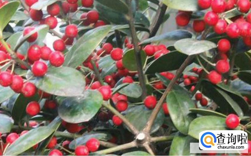 金玉满堂叶子发黄掉叶子怎么办