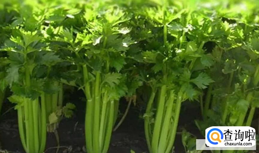 自己在家怎么种芹菜最好呢