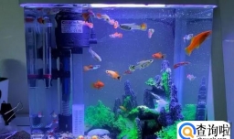 适合孔雀鱼生长的环境是怎样的