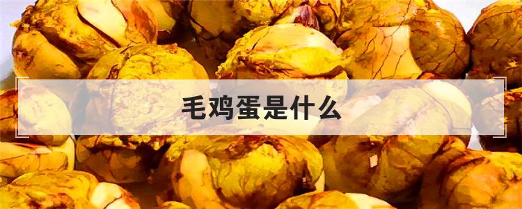毛鸡蛋是什么