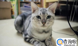 美短猫怎么养