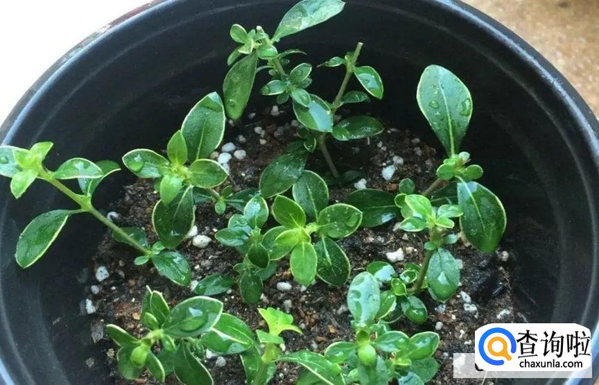 六月雪怎么扦插繁殖最好