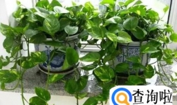 怎么养好绿萝