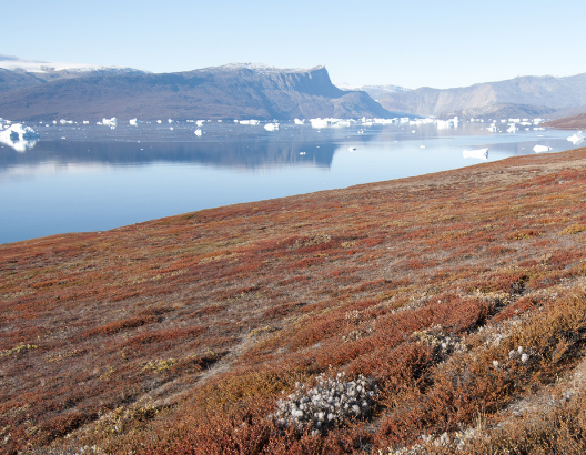 世界上最大的岛屿