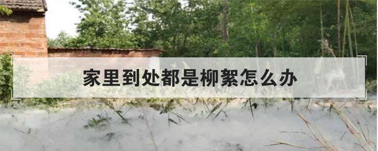 家里到处都是柳絮怎么办