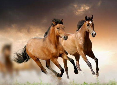 属羊和什么属相最配