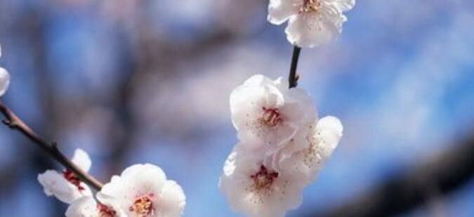 梅花有什么品质