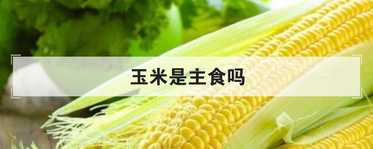 玉米是主食吗