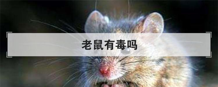 老鼠有毒吗