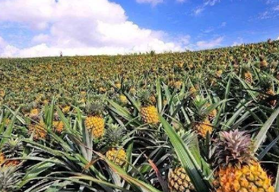 菠萝长在哪里