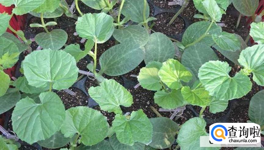 苦瓜怎么育苗发芽率比较高