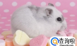 怎样养仓鼠？