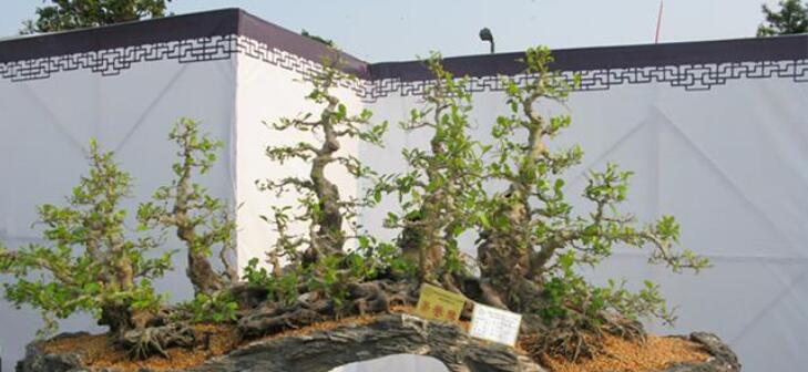 黑骨茶的特点有哪些