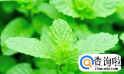 凉拌薄荷的简易做法