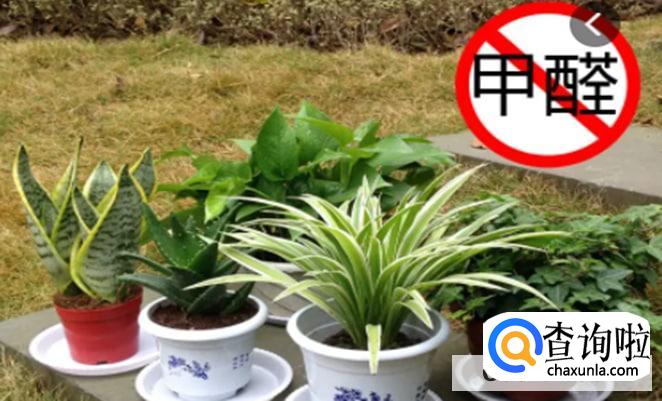 除甲醛最有效方法