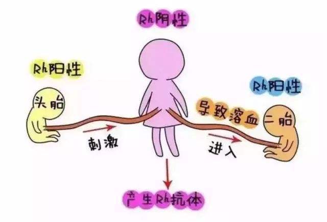 rh血型阳性什么意思