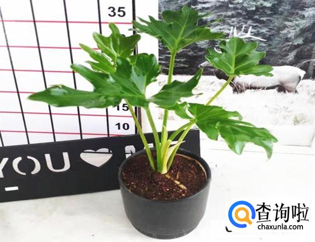 春雨植物怎么养