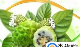 诺丽果有什么功效及服用后的各个阶段的反应