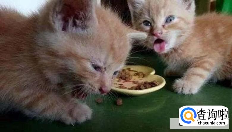 猫咪不怎么吃猫粮什么原因，怎么办