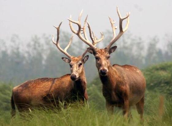 什么动物最没有方向感