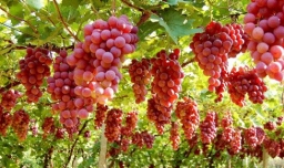 吃葡萄干有什么好处