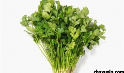 生食香菜的好处