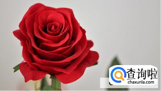 哪种花能摆放久一些