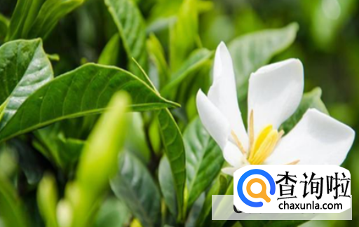 栀子花该如何养