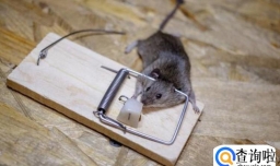 房间没有吃的东西老鼠会进来吗（会）