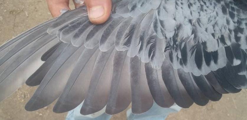 七零八落是指什么动物