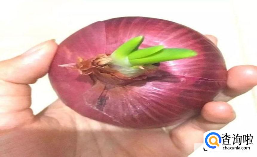 洋葱怎么保存不发芽