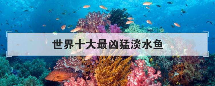 世界十大最凶猛淡水鱼