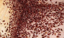 家里有蟑螂怎么办