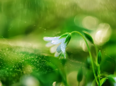 雨水是酸性还是碱性