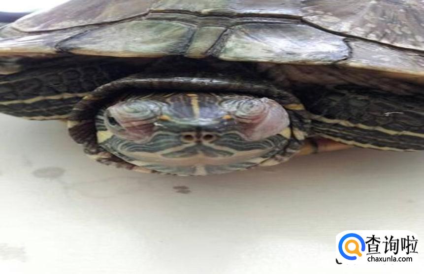 乌龟眼睛肿了该怎么治疗