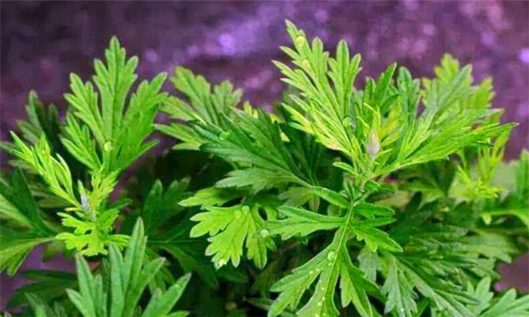 艾草灰的八大功效