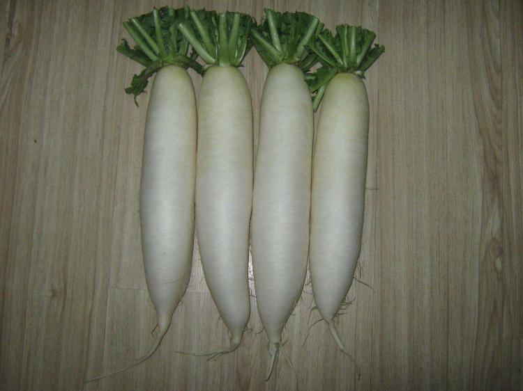 新鲜萝卜怎么保存不空心