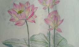 如何画逼真的简笔画荷花