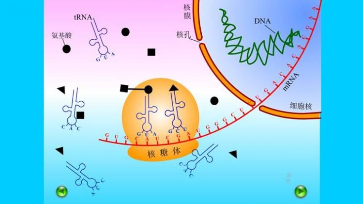 蛋白质在哪里合成