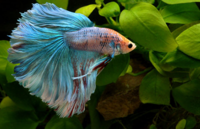 过年的时候吃鱼寓意是什么