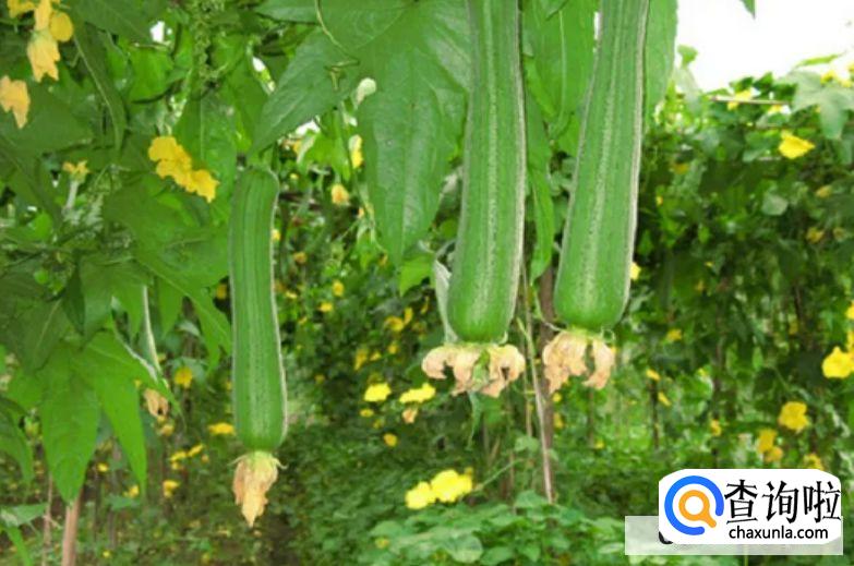 丝瓜种子怎么种才发芽快