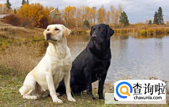 狗一天要溜几次