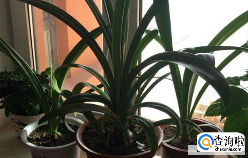 朱顶红换盆时间和方法步骤