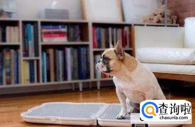 如何训练狗狗定点大小便