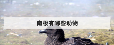 南极有哪些动物