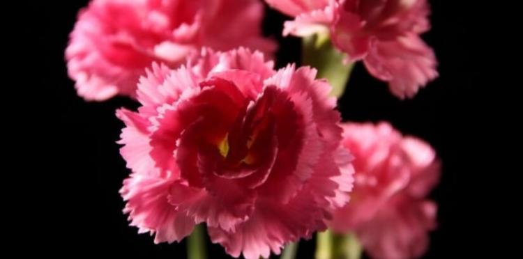 康乃馨的花语是什么