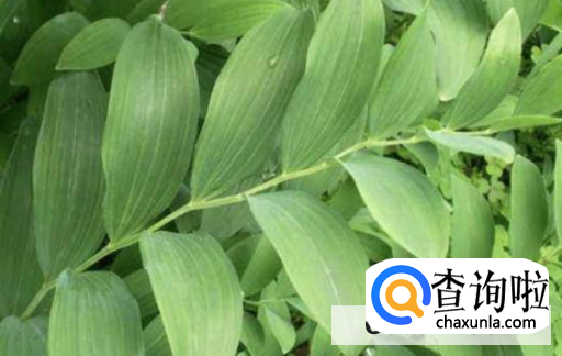 玉竹有哪些功效和作用